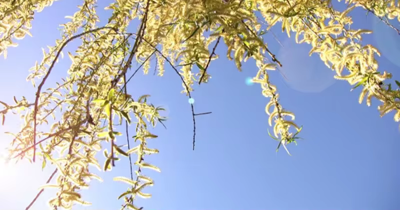 春天柳枝景观高清视频素材 Willow Branches Springtime