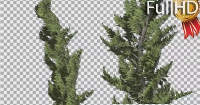 风中摇曳的杜松树&针叶树影片素材 Hollywood Juniper Two Trees Close Up Coniferous