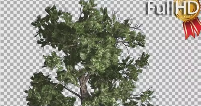 风中摇曳针叶树影片素材 Sample Conifer Pinophyta Tall Strong Tree