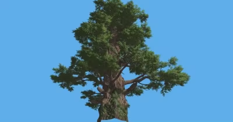 西桧老树针叶树高清视频素材 Western Juniper Tall Old Tree Sun Rays Coniferous