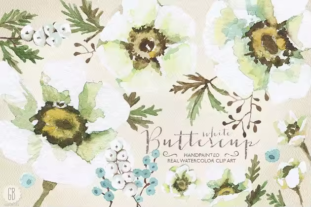 手绘逼真水彩花卉图像合集 Aquarelle white buttercup