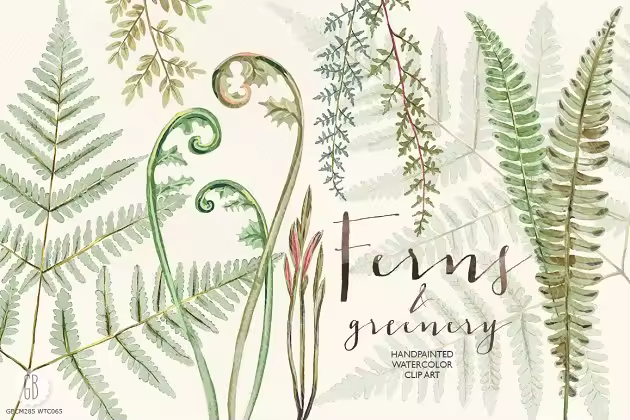 蕨类植物水彩画素材 Watercolor fern art