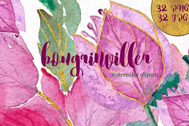 叶子红属&倒挂金钟属花卉水彩剪贴画 Bougainvillea & fuchsia watercolor