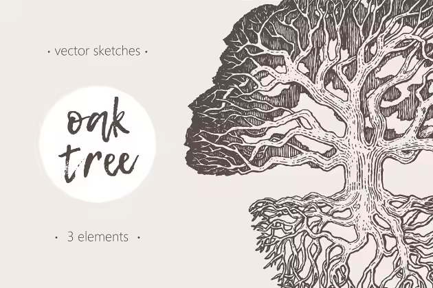 老橡树素描矢量插画 Illustration of an old oak tree