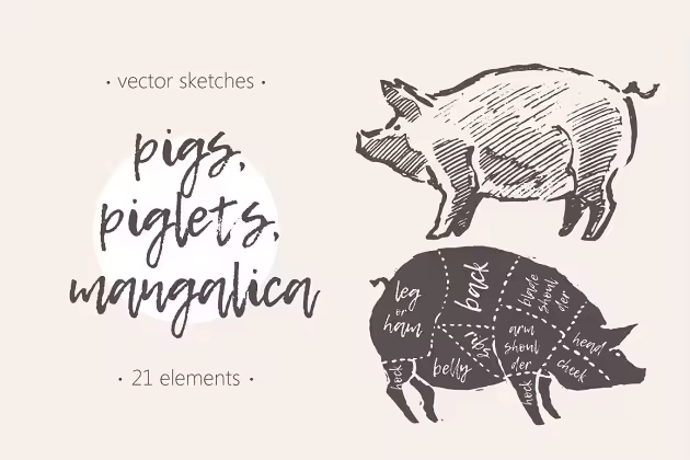 钢笔素描猪图形 Illustrations of pigs, piglets & etc