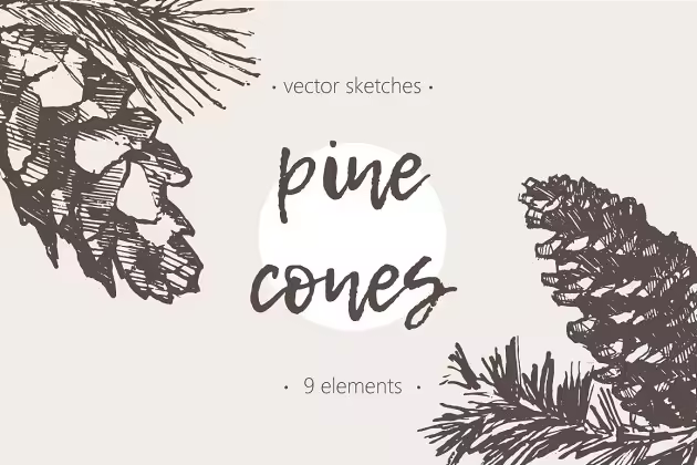 松树素描剪贴画 Sketches of pine cones