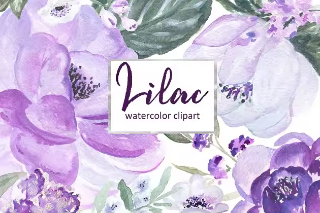 淡紫色水彩剪贴画 Lilac Soft purple watercolor clipart