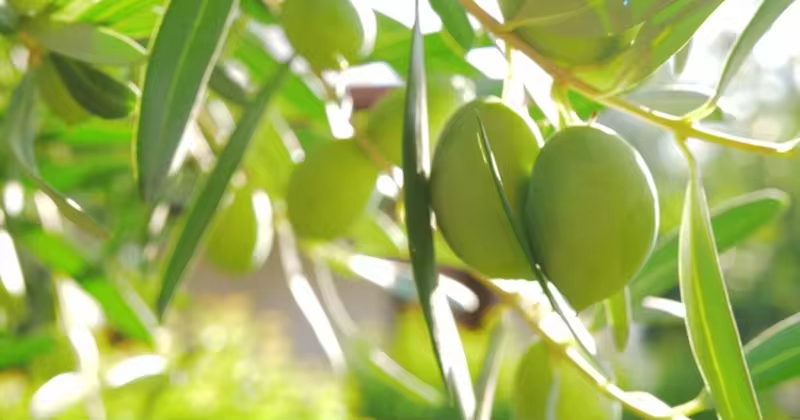 橄榄树高清背景视频 Olive Tree in the Garden, View on Sunny Day