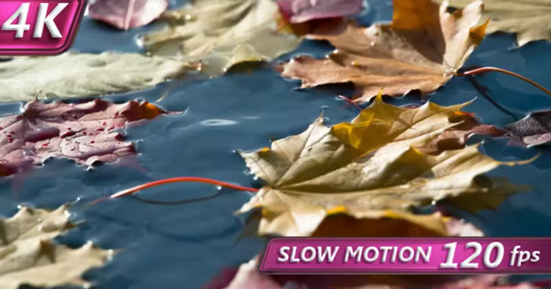 秋天枫叶落叶主题高清视频素材 Autumn Leaf Fall