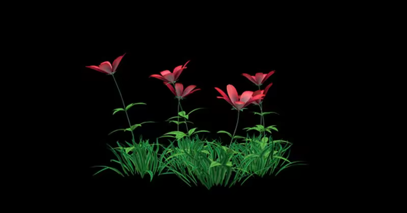红色花卉生长高清动画视频素材 Red Flowers and Grass