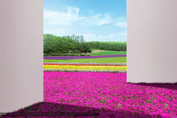 彩色花田花海风景海报设计韩国素材[psd]